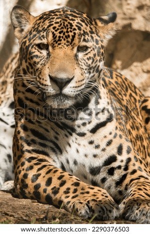 Jaguar from the Big Cat Family