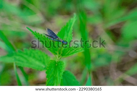 a blue dragonfly sitting on the grass with its wings raised nicely