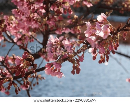 Cherry Blossom flowers blooming on tree branches by the water