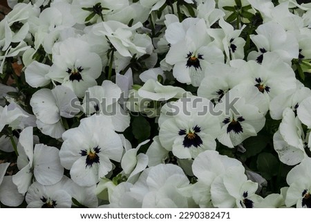 White pansy flowers in a flower bed on a sunny day. Robust and blooming. Garden pansy with white petals. Hybrid pansy.