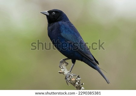 Shiny cowbird in Calden forest environment, La Pampa Province, Patagonia, Argentina.