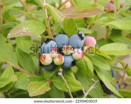 Cluster of vaccinium angustifolium (lowbush blueberry) growing in the Keweenaw Peninsula in Northern Michigan Royalty-Free Stock Photo #2290403019