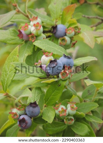 Clusters of Vaccinium angustifolium (lowbush blueberry) growing in the woods in the Keweenaw Peninsula in northern Michigan Royalty-Free Stock Photo #2290403363