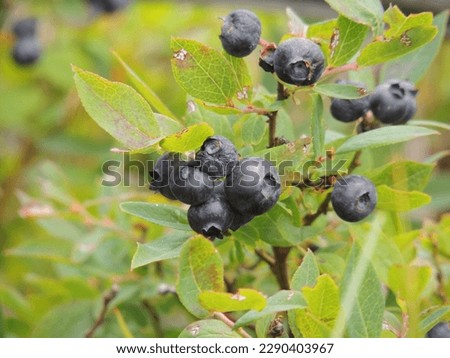 Cluster of dark wild lowbush blueberries (Vaccinium angustifolium) growing in the Keweenaw Peninsula of Michigan Royalty-Free Stock Photo #2290403967
