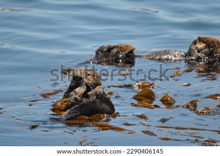California Sea Otters at play