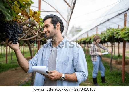 Commercial Grape Vineyard Farming. farmer worker or winemaker inspecting quality of Black Opal Grapes during harvest season for highest quality agricultural product in commercial vineyard.
