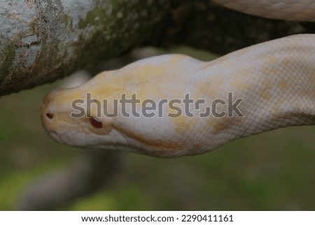 Snake playing on a tree branch