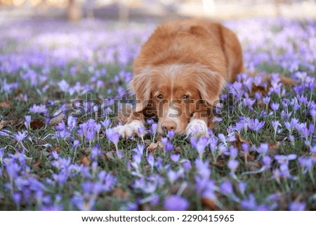 sad , dreamy dog in crocus flowers. Pet in nature outdoors. Red Nova Scotia duck tolling retriever lies in the grass Royalty-Free Stock Photo #2290415965