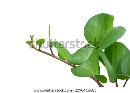 Goat’s foot creeper, Beach morning glory or Ipomoea pes-caprae is a Thai herb isolated on white background included clipping path. Royalty-Free Stock Photo #2290416683