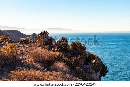 Vegetation growing in front of the sea in a Mexican semi-desert landscape of the Pacific Ocean. Punta Brava, Baja California. Royalty-Free Stock Photo #2290420249