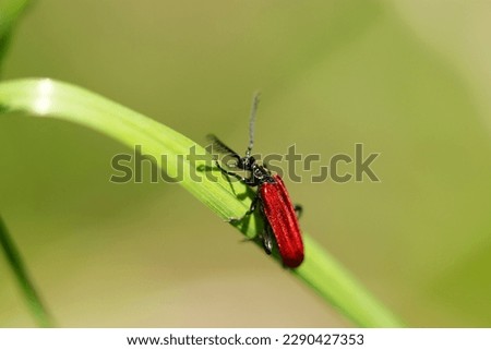 Metallic red Cardinal beetle or Fire-colored beetle moving on a thin grass (Sunny outdoor Close up macro photograph)