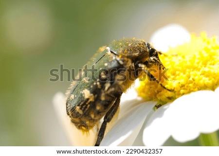Citrus flower chafer beetle sucking nectar from a white Shasta daisy flower (Close up macro photograph on a sunny outdoor)