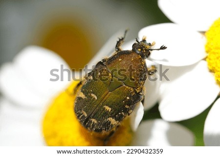 Citrus flower chafer beetle sucking nectar from a white Shasta daisy flower (Close up macro photograph on a sunny outdoor)