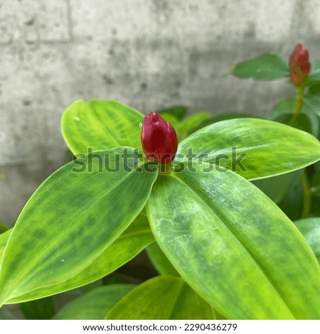 Costus spicatus, also known as spiked spiralflag ginger or Indian head ginger, is a species of herbaceous plant in the Costaceae family (also sometimes placed in Zingiberaceae)