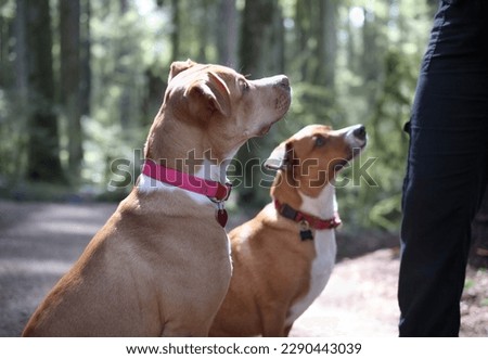 Two dogs in forest looking up at person for treat or obedience training. Side view of puppy dog friends backlit on sunny nature walk in rainforest. Harrier mix and Boxer Pitbull mix. Selective focus. Royalty-Free Stock Photo #2290443039