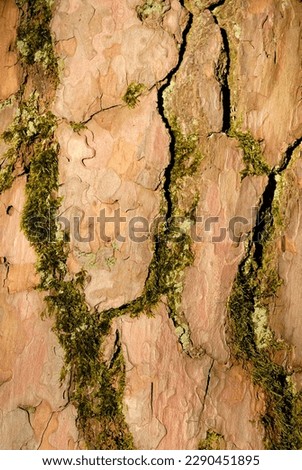 Scots Pine bark (Pinus sylvestris)