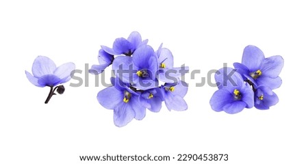 Set of violet flowers isolated on white  Royalty-Free Stock Photo #2290453873