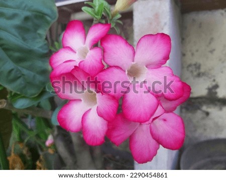 Pink flowers growing in front of the house bloom with perfection and beautiful colors