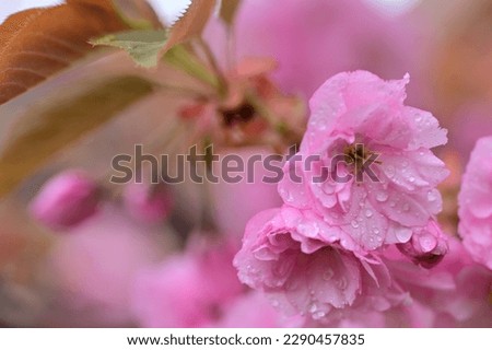 the beautiful colorful tree blossoms close up view in my garden