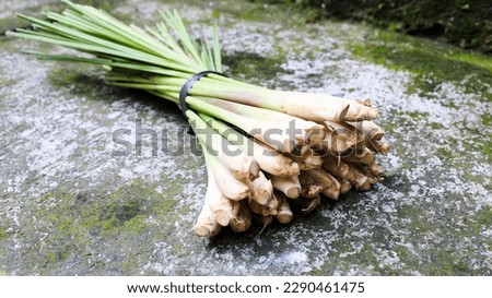 Benefits of Lemongrass or Cymbopogon citratus for Health There are things like increasing immunity, improving sleep quality, you can repel mosquitoes and reduce stress Royalty-Free Stock Photo #2290461475