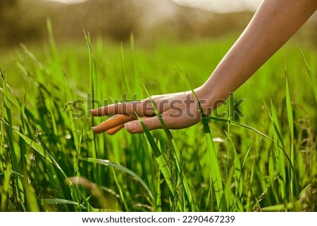 male hands touching the field of green wheat