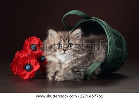 Small fluffy kitten with poppies on a brown background. Cute british kitten in a basket