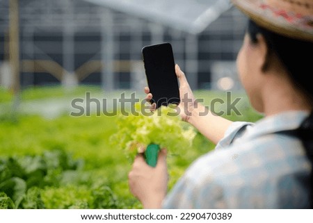 Woman doing live recommendation of growing hydroponics vegetables on social media, grows wholesale hydroponic vegetables in restaurants and supermarkets, organic vegetables.