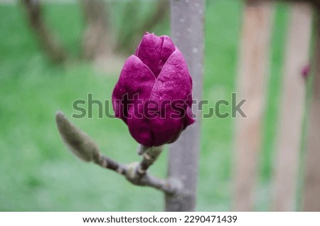 Bright gentle beautiful pink magnolia flowers on a branch of a blossoming tree. Spring flowering.