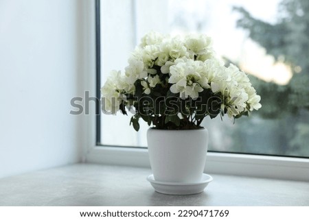 Beautiful azalea flowers in pot on windowsill indoors Royalty-Free Stock Photo #2290471769