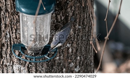 Eurasian nuthatch snacking on some sunflower seeds at the bird feeder.
