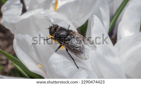 Pollenia rudis, the common cluster fly, is a species of fly in the family Polleniidae. Royalty-Free Stock Photo #2290474423