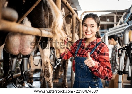 Female worker in barn with automatical cow milking machines. squirting the milk into a silver bucket. cow milking machine