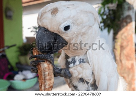 selective focus to Cockatoo bird eating cake. soft focus