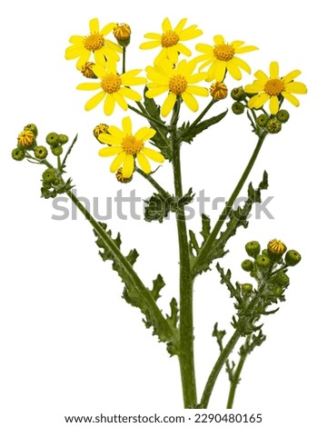 Yellow flowers of Senecio Vernalis, Eastern groundsel, Spring groundsel, isolated on white background Royalty-Free Stock Photo #2290480165