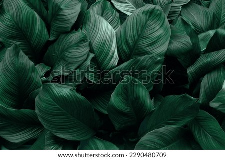 Dark green leaves in the park background image Royalty-Free Stock Photo #2290480709