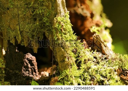 Small nature world of Mossy tree stump (Sunny outdoor field, close up macro photography)