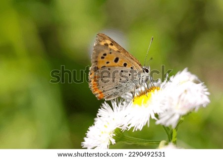 Small copper butterfly suck nectar from Philadelphia fleabane flowerhead (Close up macro photograph, shot on a sunny outdoor)