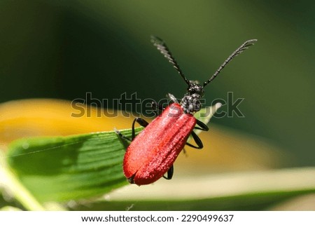 Small metallic red Cardinal beetle or Fire-colored beetle (Close up macro photograph on a sunny outdoor)