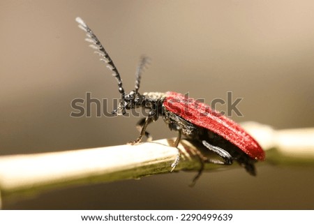 Small metallic red Cardinal beetle or Fire-colored beetle (Close up macro photograph on a sunny outdoor)