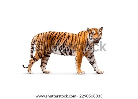 royal tiger (P. t. corbetti) isolated on white background clipping path included. The tiger is staring at its prey. Hunter concept. Royalty-Free Stock Photo #2290508033