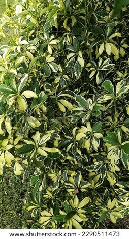 walisongo plant (schefflera arboricola) with green and yellow leaves