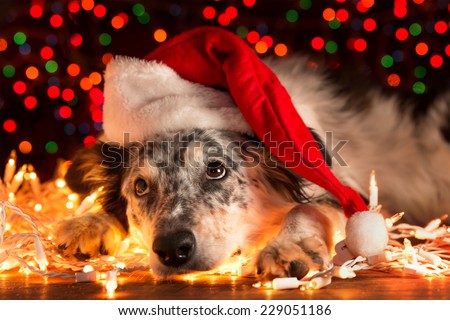 Border collie Australian shepherd mix dog lying down on white Christmas lights with colorful bokeh sparkling lights in background looking hopeful wishful believing celebratory concerned Royalty-Free Stock Photo #229051186