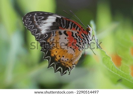 The Leopard Lacewing butterfly in the forest, Butterfly background.