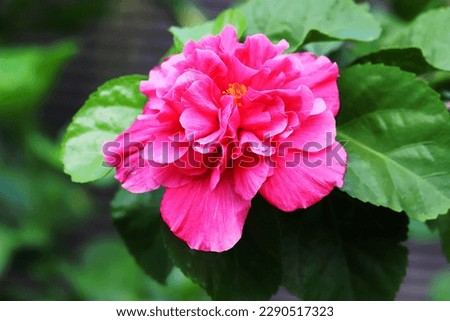 Close up image of blooming double pink hibiscus flower with green leaves background