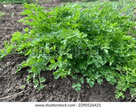 
Parsley. Organic parsley leaves in the garden. Fresh green parsley leaves in the garden. Selective focus. Royalty-Free Stock Photo #2290526421