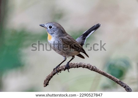 Taiga flycatcher perched on tree branch