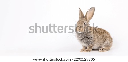 Healthy lovely baby bunny easter brown rabbit on white nature background. Cute fluffy rabbit, animal symbol of easter day festival. Happy new year 2023 rabbit zodiac Chinese year.