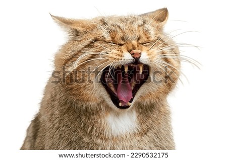 Close up portrait of one European wildcat on a white background. Felis silvestris or wildcat with mouth wide open, cut out on white Royalty-Free Stock Photo #2290532175