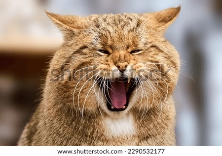 Close up portrait of one European wildcat. Felis silvestris or wildcat with mouth wide open. Royalty-Free Stock Photo #2290532177