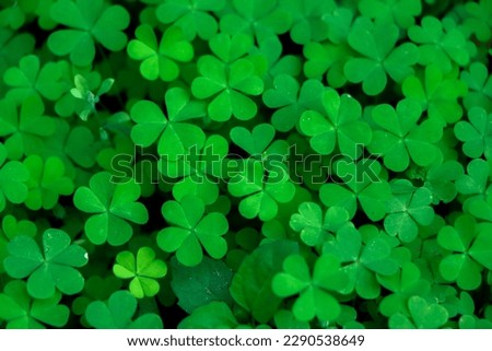four leaf clover on green shamrock background Royalty-Free Stock Photo #2290538649